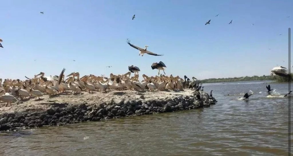 Sénégal : La grippe aviaire est à l'origine de la mort des ...